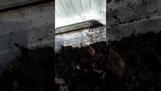 червячник для рыбалки круглый год .. смотреть онлайн