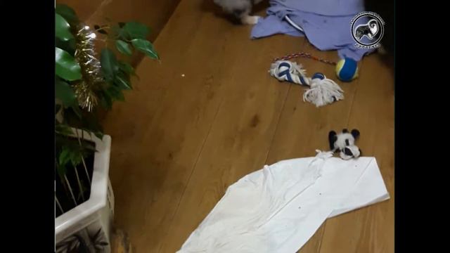Щенки колли Разгром смотреть онлайн