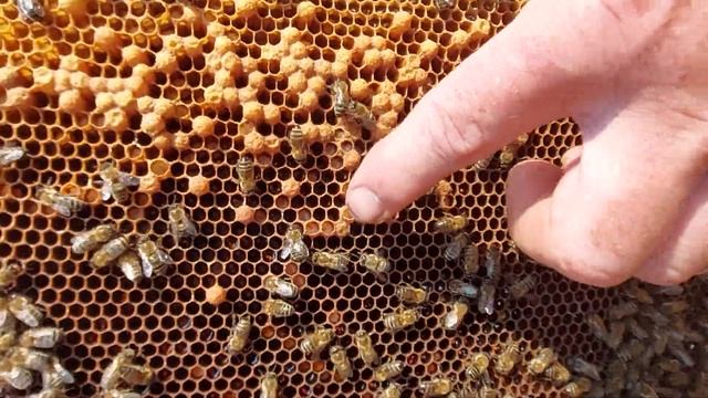 Пчеловодство № 110 Что делать с трутовкой? Как исправить отрутневевшую семью? смотреть онлайн