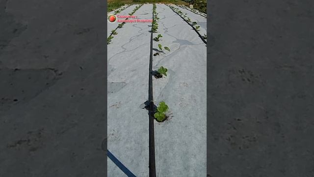Посадка клубники на черно белое агроволокно