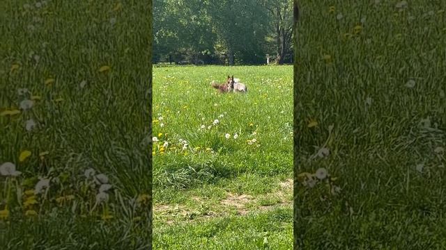 БОРДЕР-КОЛЛИ НА ПРОГУЛКЕ #лето #речка #природа #красота #собаки #бордерколли #bordercollie #dog #pe смотреть онлайн