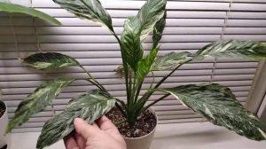 Спатифиллум Джемини. Spathiphyllum Gemini