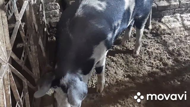 Что с Пепой??🤔// темнеет рано// ой что будет😳 смотреть онлайн