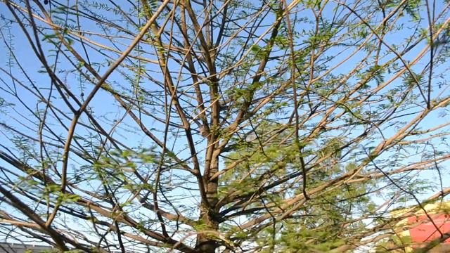Claveles del aire en arboles смотреть онлайн