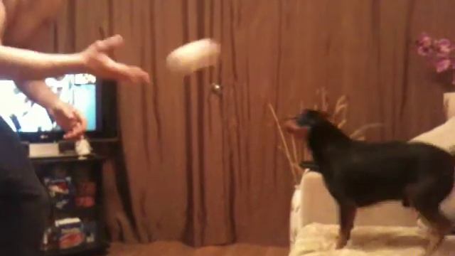 dog training - head pass смотреть онлайн