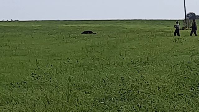 Псковланд Тор, IGP-FH, испытания, август 2024