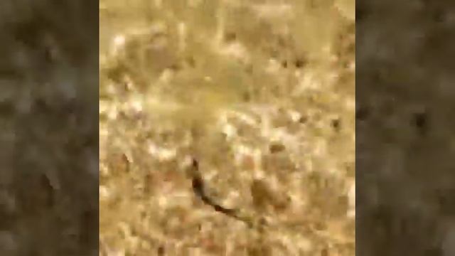 Морской конёк в Черном море/ Анапский район Бугазская коса/Благовещенская смотреть онлайн