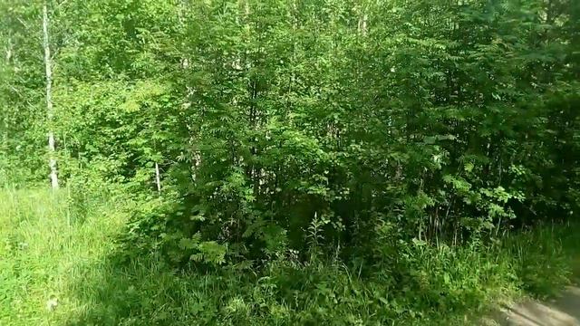 Деревья шумят как горная река. смотреть онлайн