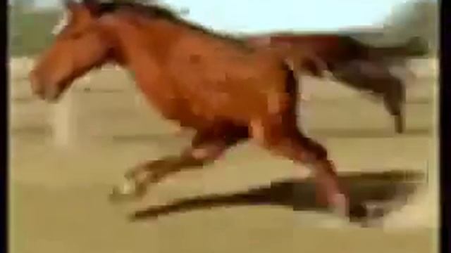 Лошадь на двух ногах! ЖЕСТЬ, ПРИКОЛ УГАР! смотреть онлайн