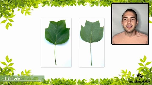 Species Spotlight | Tulip Tree (Liriodendron tulipifera L.) смотреть онлайн