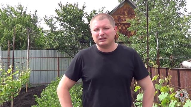 Обработка виноградника. Химия или биопрепараты. Виноград 2016. смотреть онлайн