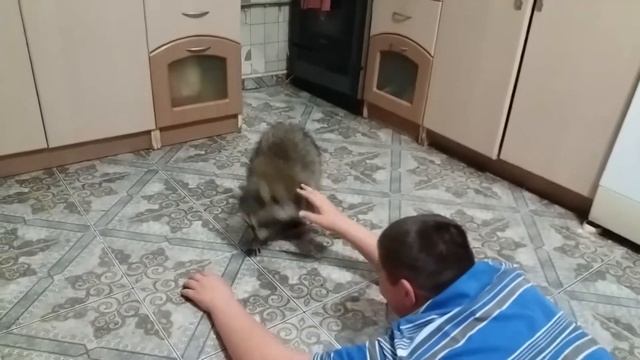 Нападение енота)) ржака смотреть онлайн