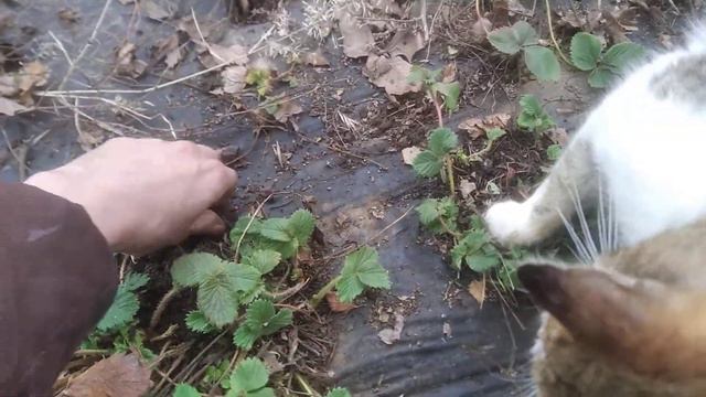 Кот помогает работать😀 смотреть онлайн