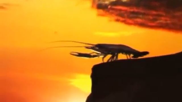 рак свистит на горе на протяжении часа смотреть онлайн