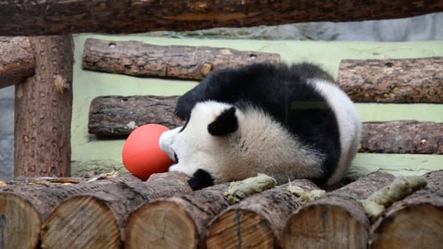 Панда московского зоопарка смотреть онлайн