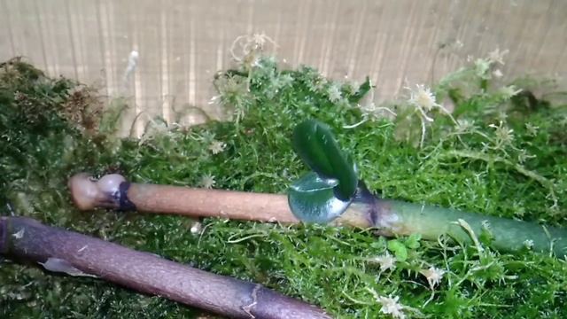 Размножение фаленопсисов черенкованием отцветших цветоносов. Эксперимент продолжается? смотреть онлайн