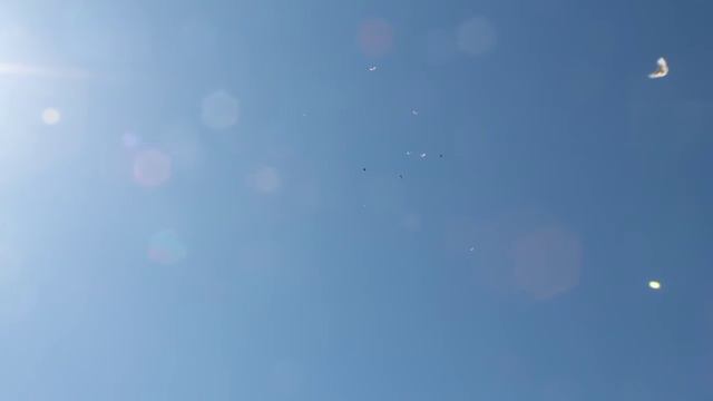 Николаевские голуби Саратов 1.05.2018 продаю 89272234418 смотреть онлайн
