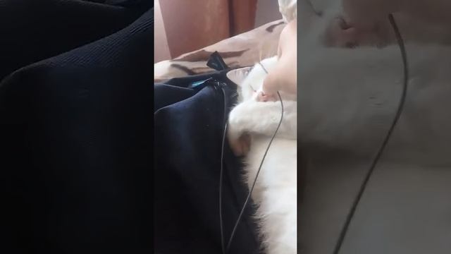 Киска  алиска   спит   1   часть