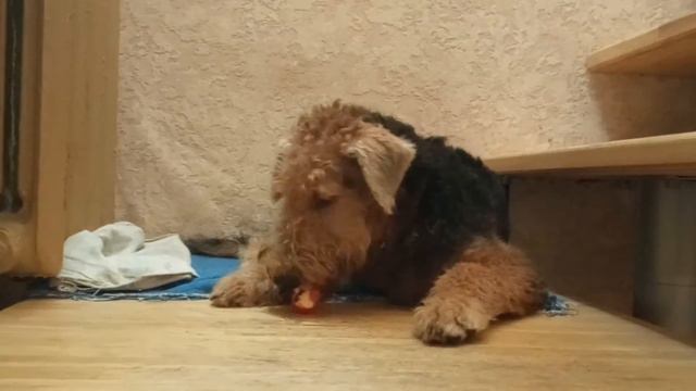 Эрдельтерьер Ричард 5 месяцев