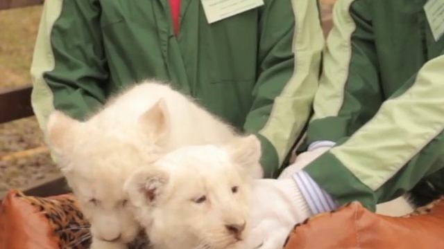 В Ярославском зоопарке показали белых львят смотреть онлайн