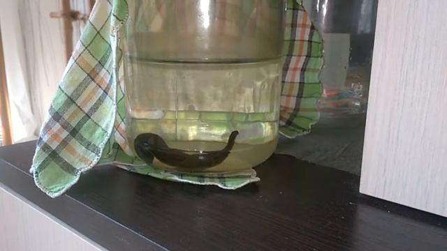 Пиявка домашняя