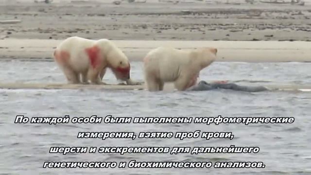 Белые медведи в заповеднике Гыданский смотреть онлайн