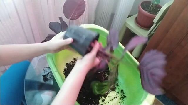 Мои новинки. Калатея медальон. Я была в шоке...сколько гнили((( Надеюсь получится реанимировать. смотреть онлайн