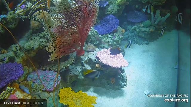 Аквариум с тропическими рыбами Лонг Бич смотреть онлайн