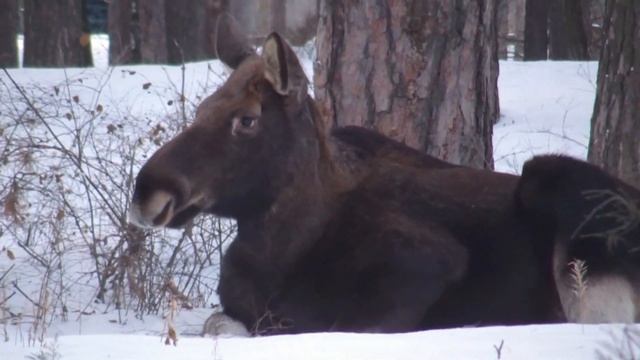 Заречный. Центральный парк "Заречье". 09.02.2020. Лоси на снегу / Moose in snow in Park "Zarechye" смотреть онлайн