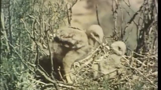 A DESERT PLACE | Full Documentary | NOVA | PBS смотреть онлайн