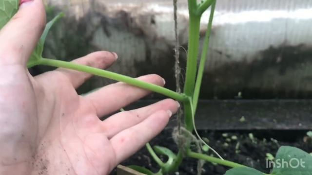 Выращивание огурцов. Уход, формирование, усы, удобрения, полив, подвязка. Все что вам нужно знать. смотреть онлайн