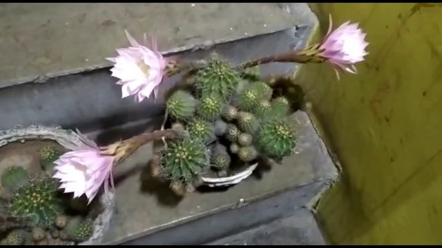Echinopsis White Elegant Lady, Beautiful Cactus For Beginners