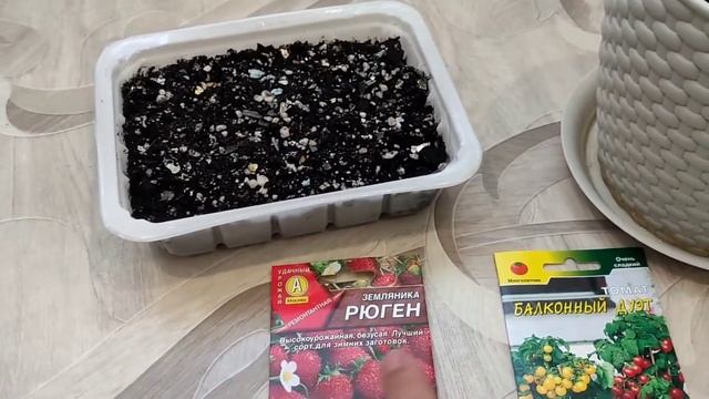 Выращиваем землянику и томаты на окне. Огород на подоконнике. Земляника Рюген. Томат балконный дуэт смотреть онлайн