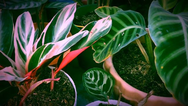 Calathea Care Tips (How To Make Your Calatheas Lush & Healthy) (Garden Series #5) смотреть онлайн