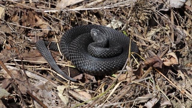 Обыкновенная гадюка (Vipera Berus)
