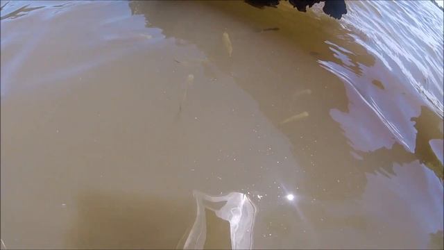 PESCA EN CANALES DE BERISSO MOJARREANDO Y MATEANDO EN KAYAK смотреть онлайн