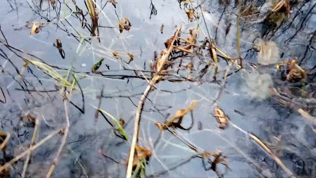 VID 20211113 155435 Заяц в лес бежал...( Н. Рубцов)...Павел Васильев Лахтинский смотреть онлайн