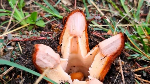 С новым гадом! Я нашла на газоне яйца чужих // Путевые погадки: Кения день 3 смотреть онлайн