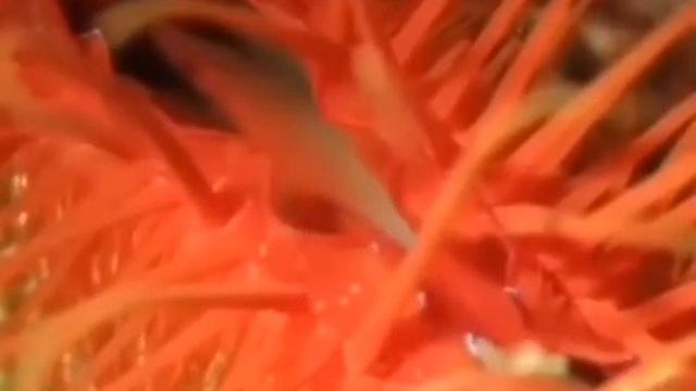 Электрический гребешок. Зачем ему электроразряды во рту?! смотреть онлайн