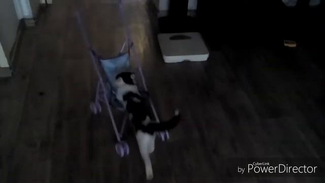 Киска Мася катает коляску смотреть онлайн