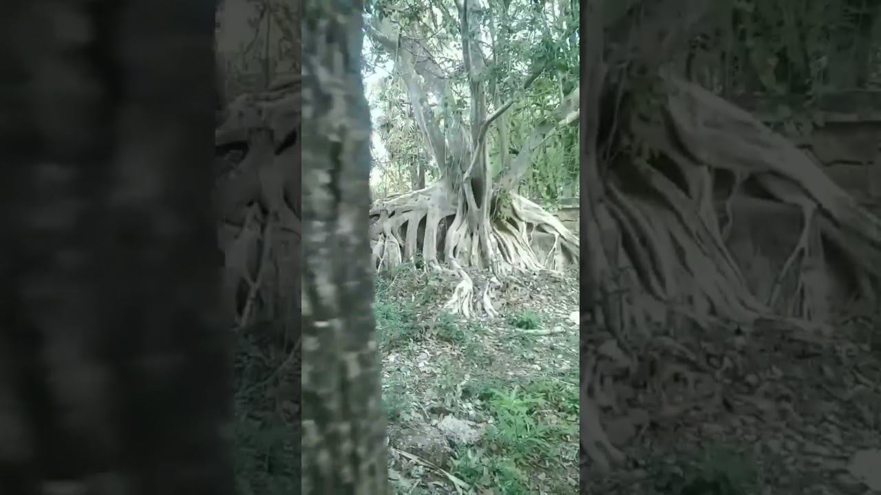 корни окутывающие древние храмы встречаются в камбодже часто смотреть онлайн