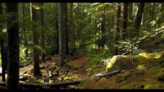 Музыка для сна(лес природа), отлично успокаивает смотреть онлайн