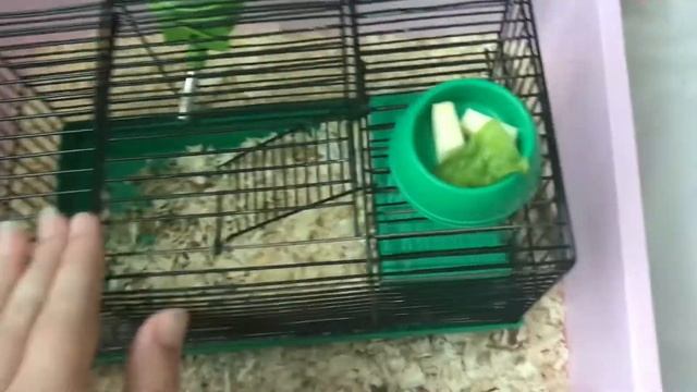 сочка для хомяков