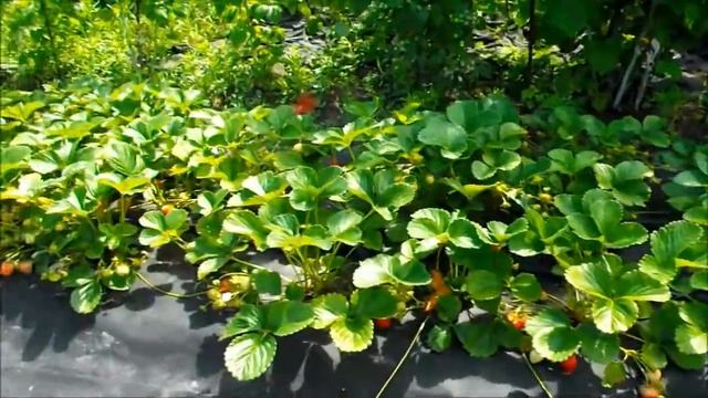 Что будет, если рядом с клубникой посадить землянику смотреть онлайн