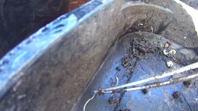 Eisenia andrea, Eisenia fetida, Dendrodrilus rubidus, Lumbricus Terrestris 17.09.2014 1 смотреть онлайн