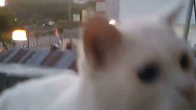 The sweet Cat with odd-eye смотреть онлайн
