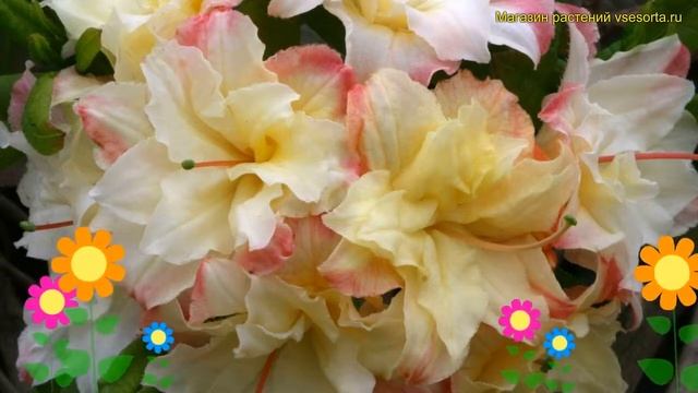 Азалия японская Кэннон Далб. Краткий обзор, описание rhododendron obtusum Cannon's Double смотреть онлайн