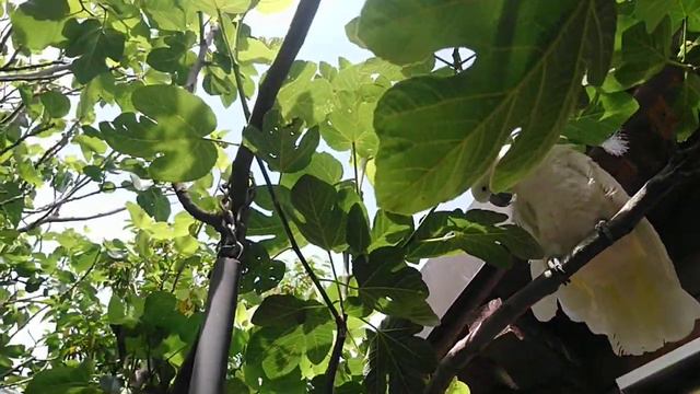 Suisse Switzerland Genève Швейцария Женева Биопарк Bioparc Самолёт и попугай Парк для детей Каникул смотреть онлайн