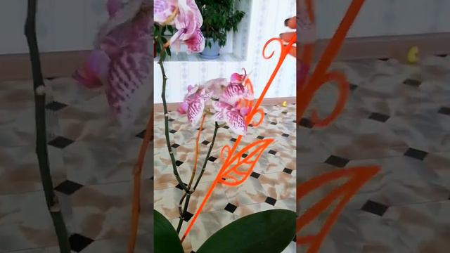 Срезка цветоносов. Как делаю я смотреть онлайн