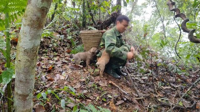 Survival skills, skills to trap wild boar, survive in the forest смотреть онлайн